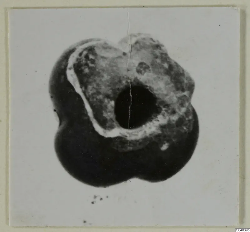 Close-up of a single lobed object with a large central hole, shown on a mounted card print