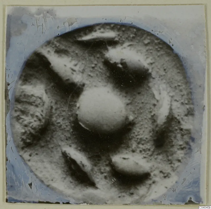 Round object with a raised domed centre and several rounded lobes around it, photographed on a glass slide, labelled glyptic