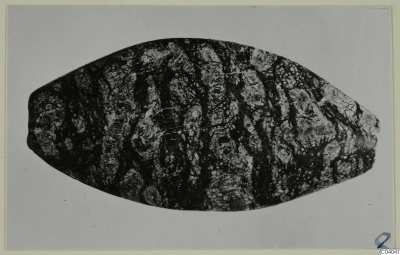 Oval bead-like object with dark banded and mottled pale surface, small find from Idalion, shown on grey background