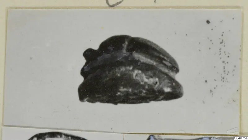 Dark stone seal or scarab from Ayia Irini, shown as a photograph mounted on a card