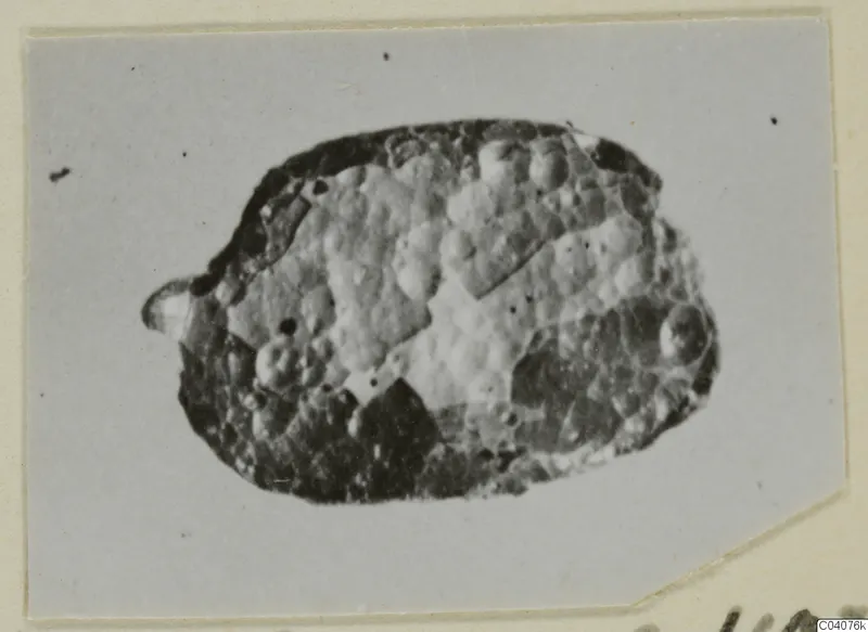 Small oval object with a bumpy, pitted surface, photographed on a cream card mount