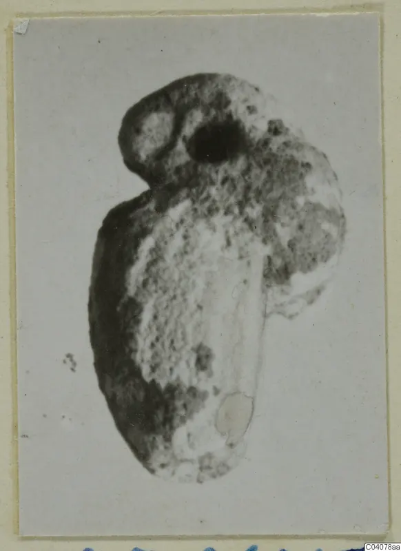 Jewellery find, a pendant: a rounded object with a dark hole near its upper part, shown on a photo mount