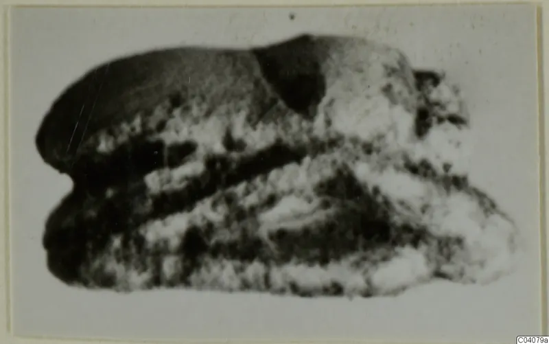 Stone scarab from Ayia Irini, shown in a blurred photograph on a card mount