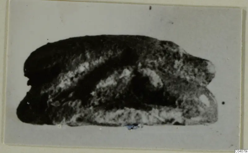Glyptic find: a dark stone scarab with a domed back and flat base, in a photograph