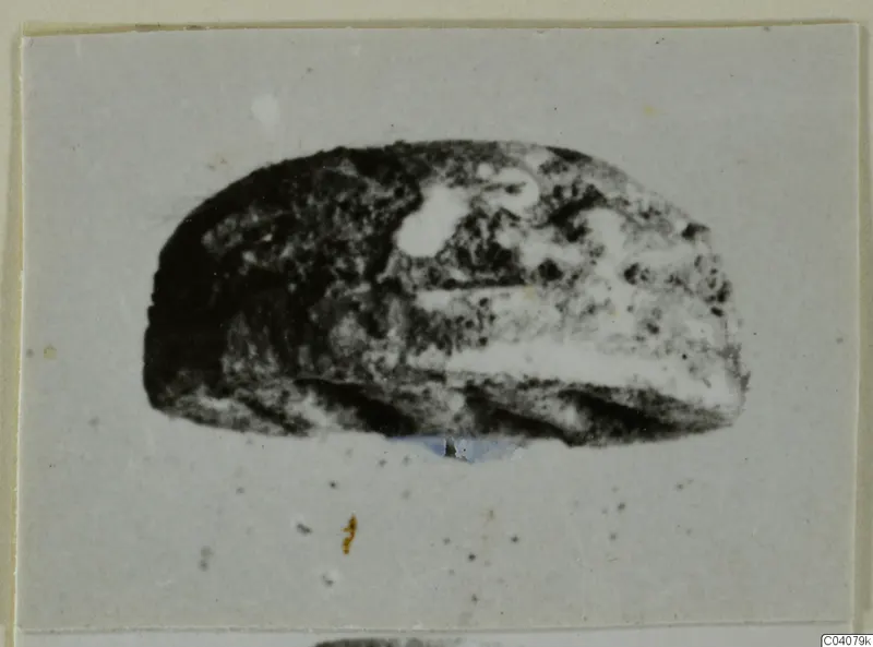Dark stone seal or scarab with a domed back, photographed on a pale grey card