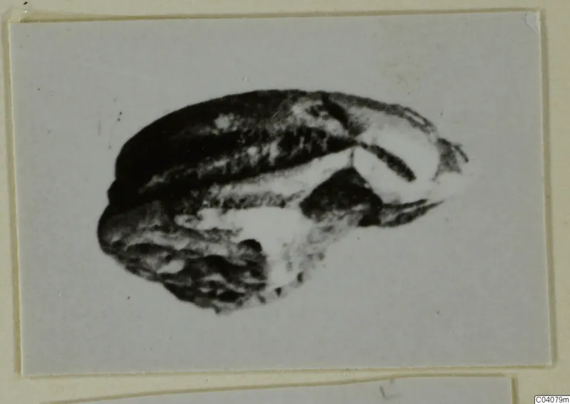 Stone scarab from Ayia Irini, shown alone in a photograph.