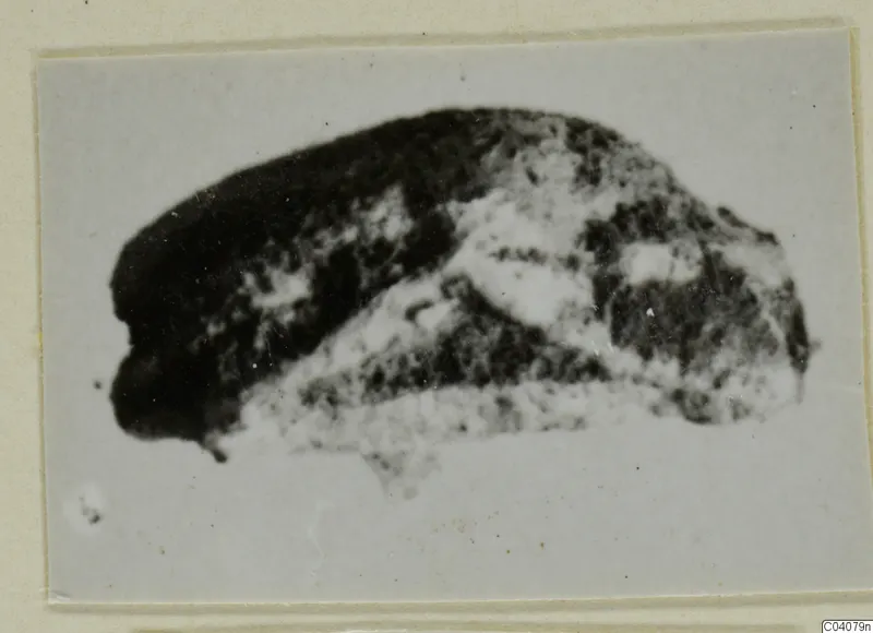 Close view of a small stone scarab from Ayia Irini, photographed on a card mount