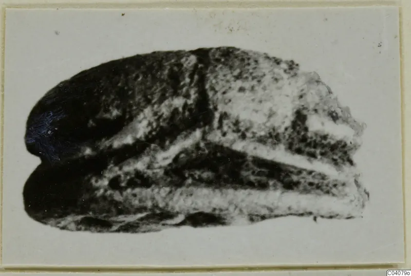Stone object from Ayia Irini, recorded as a scarab, seen from the side