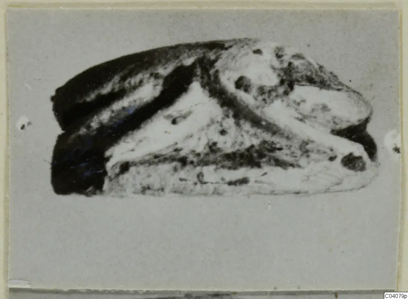 Small stone scarab with dark and pale patches, photographed in close view against a plain grey card