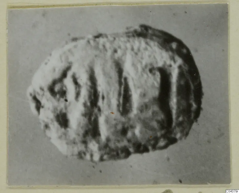 Glyptic find: an oval stone object with dark grooves across its surface, photographed on a grey ground