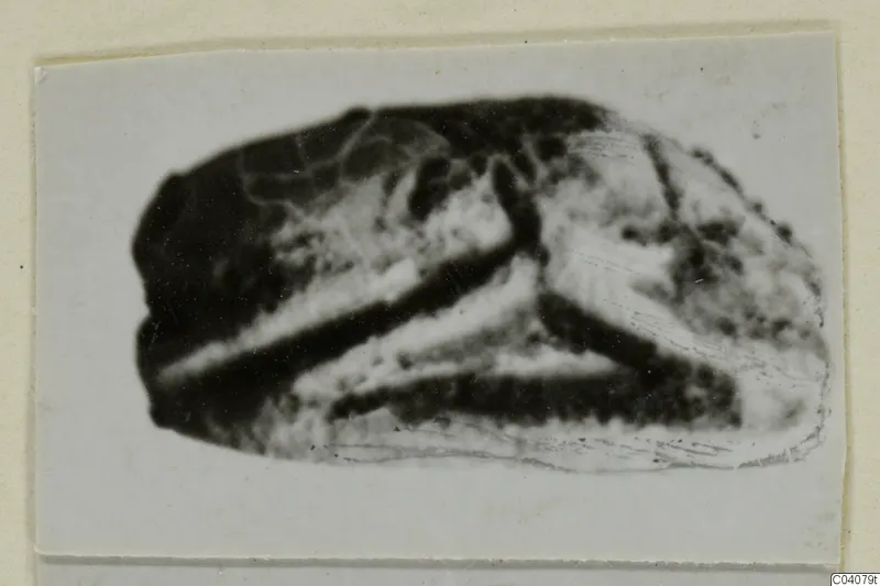 Stone scarab seal from Ayia Irini, shown as an enlarged print
