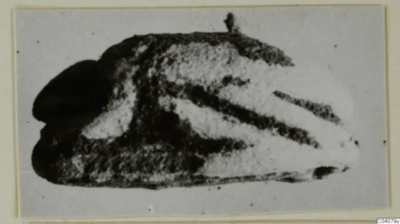 Small dark stone scarab-type object with a flat face showing light and dark bands, on a card mount