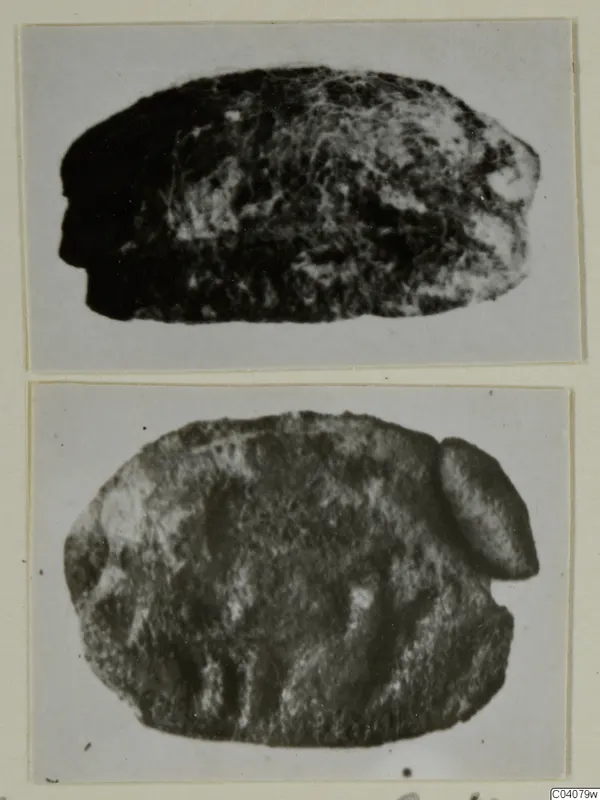 Two photographs of a small stone scarab, showing its domed back and its flat base.