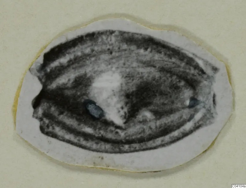 Small cut-out print of an oval object with banded surface, mounted on cream card, from Arsos