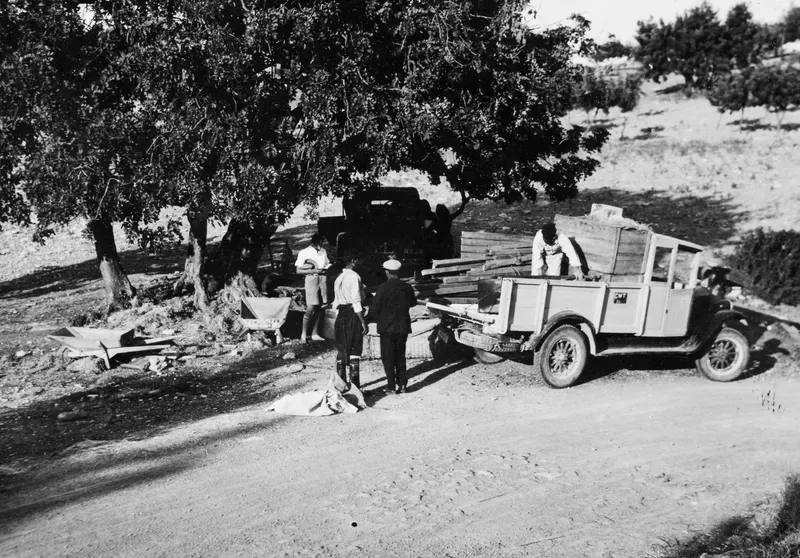 Men loading wooden crates onto an open lorry under a large tree at Vouni