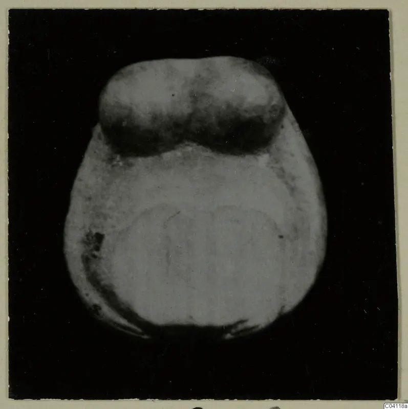 Bone object from Amathus, photographed against a black background