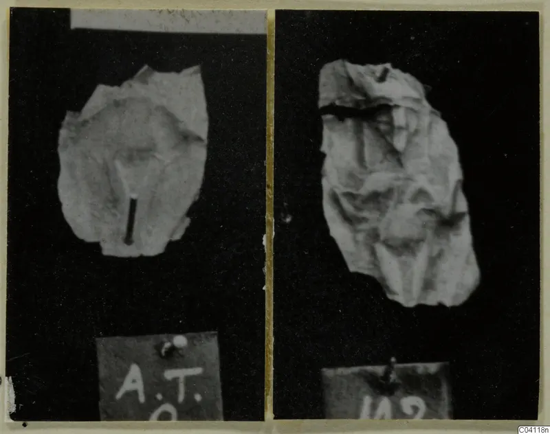 Two views of a crumpled, thin, pale fragment from Amathus, each shown above a small card label.