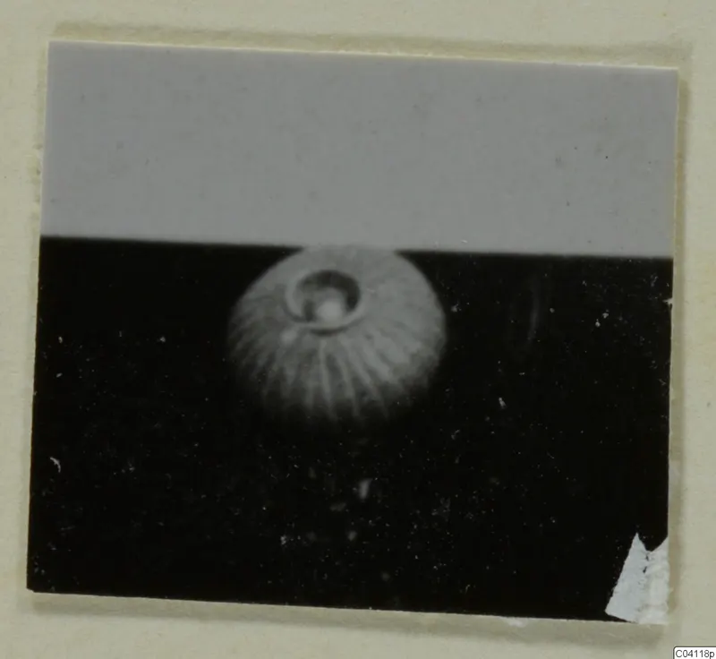Blurred photograph of a single rounded object with radiating ridges and a central hollow, from Amathus tombs 10–26