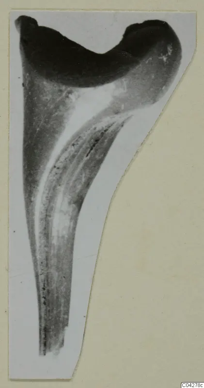 Find from Amathus, T. 2-26: a tapering object with a broad, dark upper end, photographed on a card.