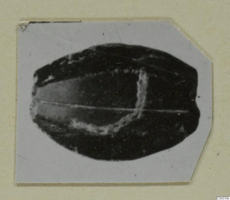 Small dark oval object with pale lines across its face, from Amathus, photographed on a card mount