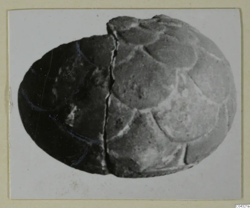 Faience fragment from Amathus: oval object with overlapping raised lobes and a vertical crack