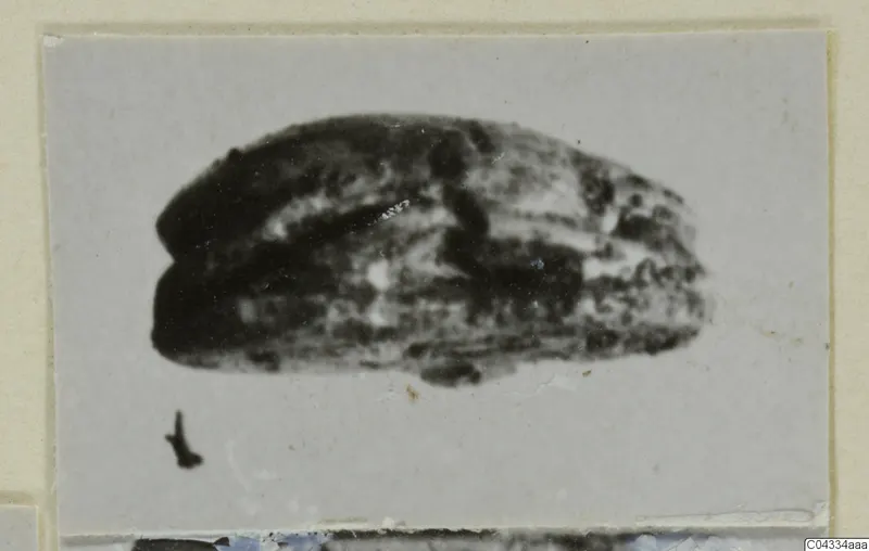 Blurred photograph of a scarab, a dark mottled oval object seen from the side.