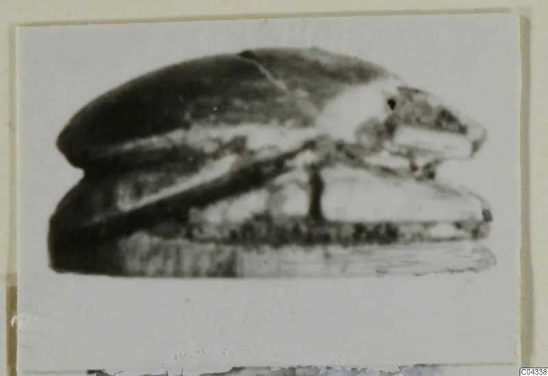 Glyptic A.I.2605: a blurred side view of a scarab-shaped seal or gem, photographed on a mounted card