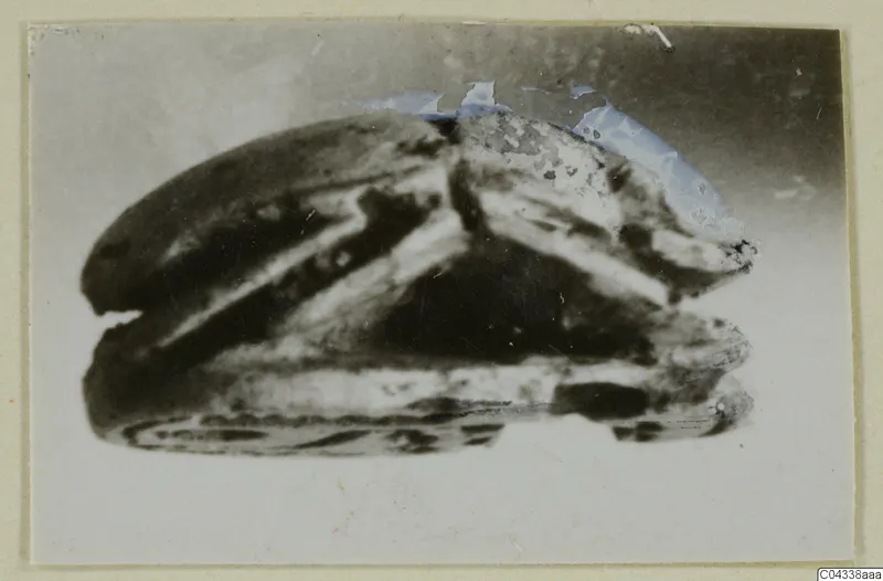 Stone scarab seal, side view, photographed on a card mount