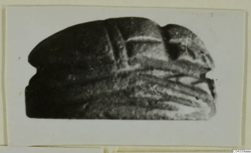 Blurred photograph of a dark, dome-shaped seal or scarab with ridged markings on its underside