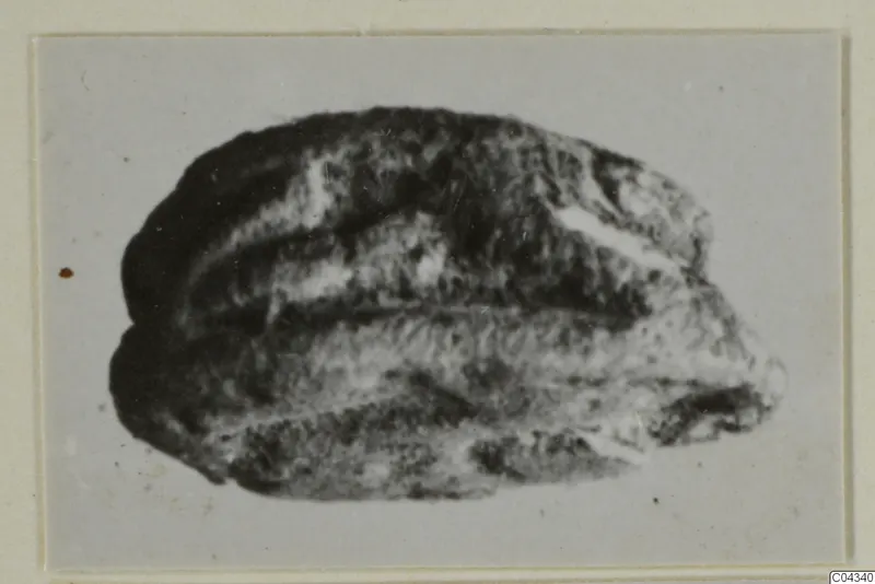 Small stone scarab from Ayia Irini, shown on a mounted print