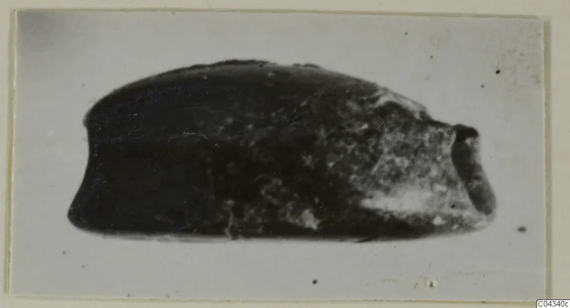 Side view of a dark stone seal or gem, photographed against a pale background.