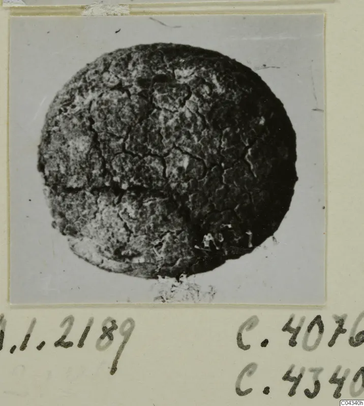 Glyptic find from Ayia Irini: a round, dark object with a cracked, crazed surface