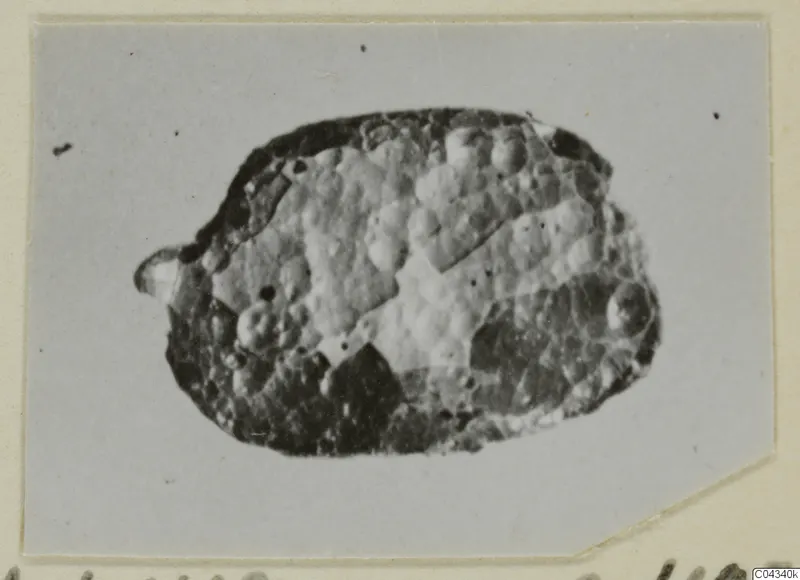 Small pitted oval find from Ayia Irini, shown close up