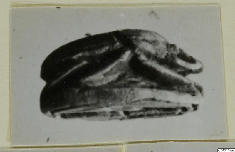 Scarab seal, shown in a photograph mounted on a grey card
