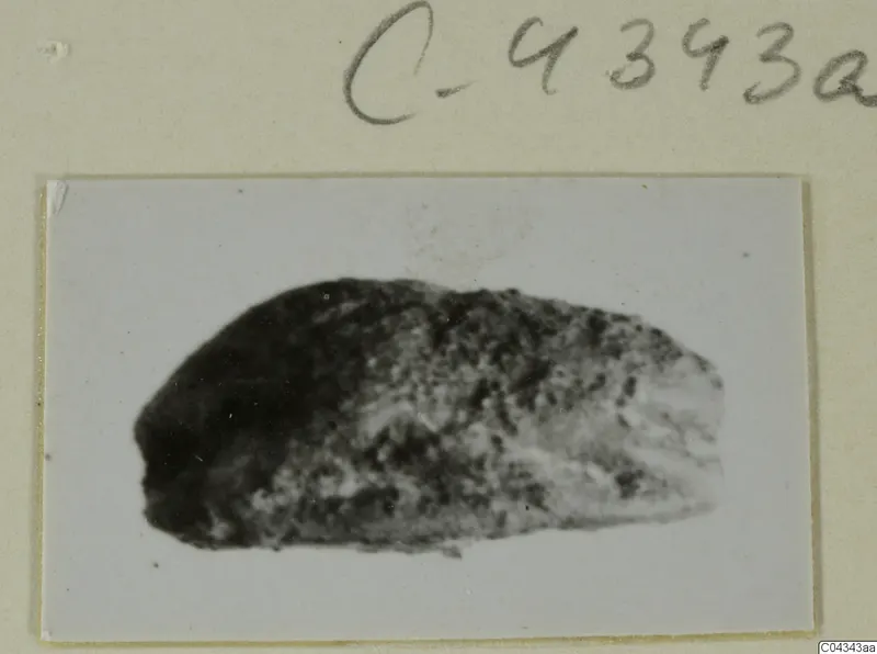 Blurred photograph of a small elongated find of stone, mounted on a card with a handwritten number
