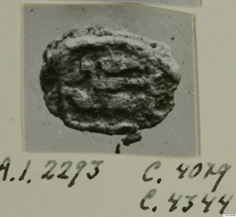 Find photograph of a rounded, impressed lump with raised ridges, mounted on a cream card with handwritten labels
