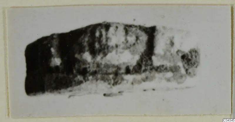 Blurred photograph of a small dark elongated object, possibly a scarab, on a mounted print