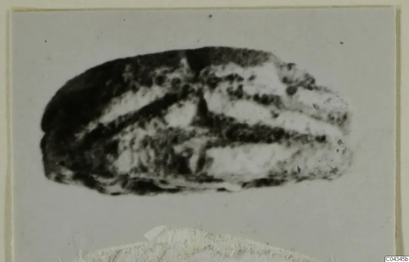 Glyptic find from Ayia Irini: a small stone object with dark and pale banding, photographed on a mounted card