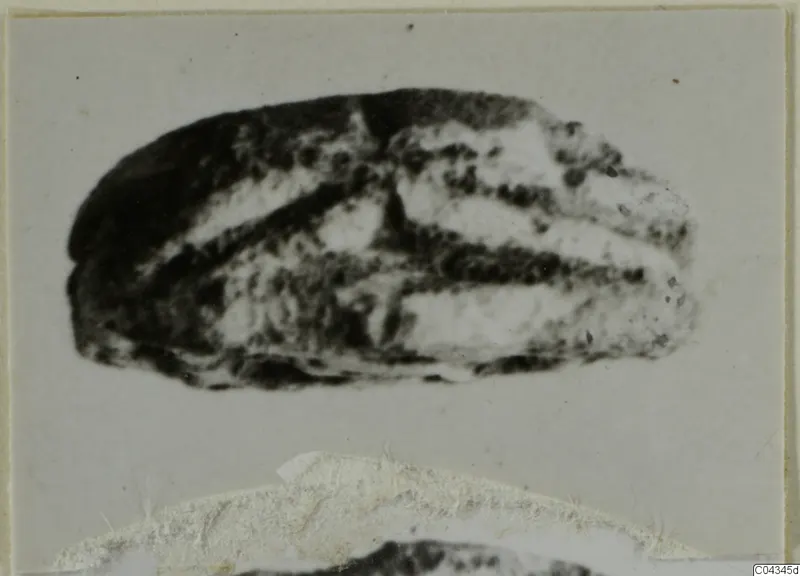 Stone scarab from Ayia Irini, shown with dark and pale bands across its domed surface