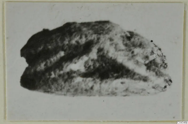 Small stone seal or scarab from Ayia Irini, shown in a close photograph