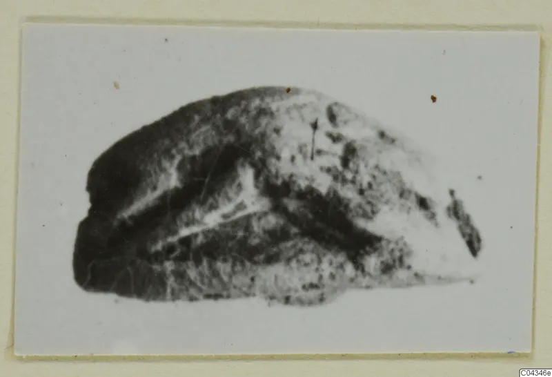 Mounted photograph of a stone scarab from Ayia Irini, shown against a pale background