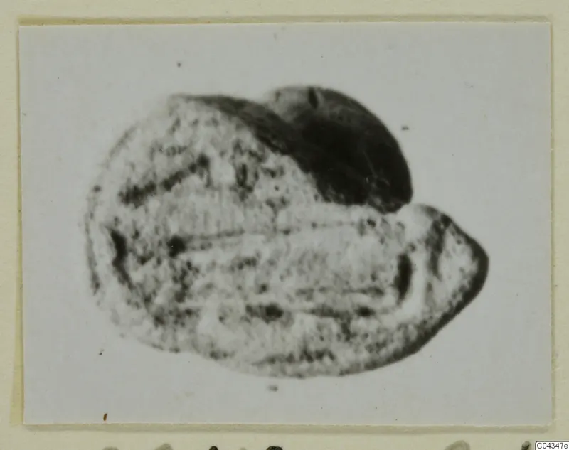 Small oval engraved gem or seal from Ayia Irini, photographed on a card mount