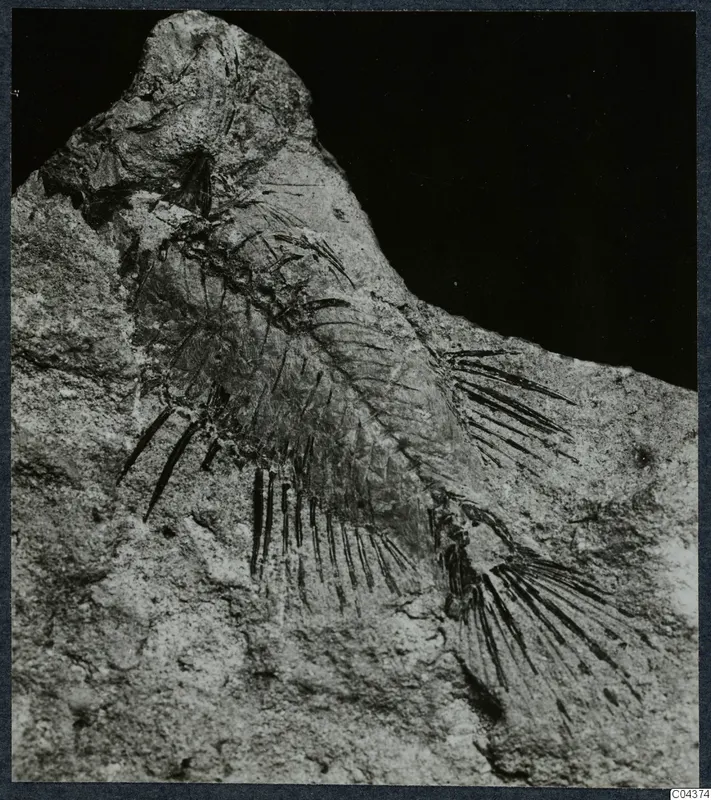 Fossil impression in a stone slab, showing a body with radiating thin dark rays against a black background.