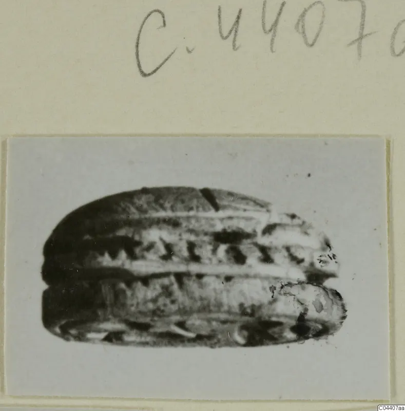 Scarab-shaped stone seal from Ayia Irini, shown in a close photograph mounted on a card