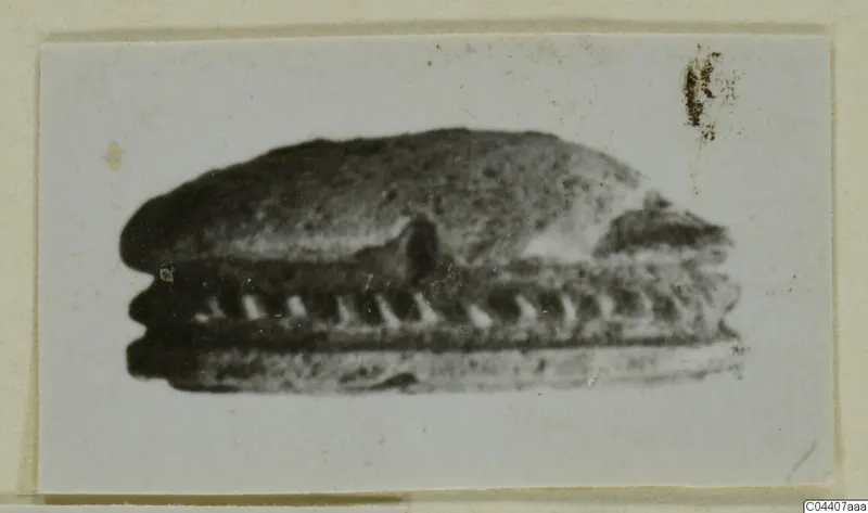 Side view of a stone scarab seal, photographed as a glyptic find