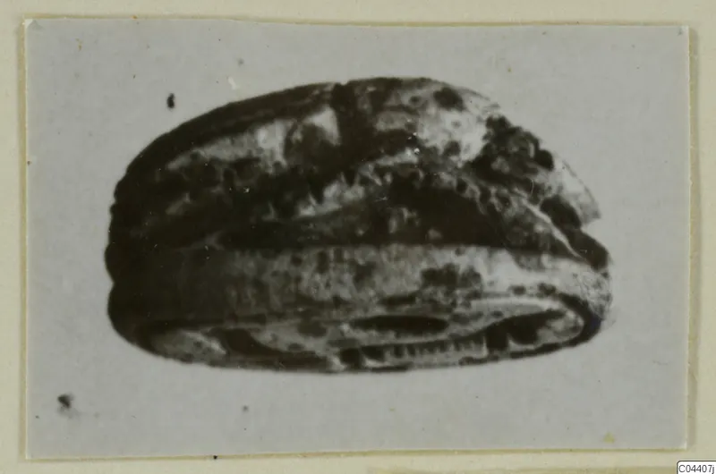 Glyptic (scarab) from Ayia Irini, a small oval object photographed large on a grey card