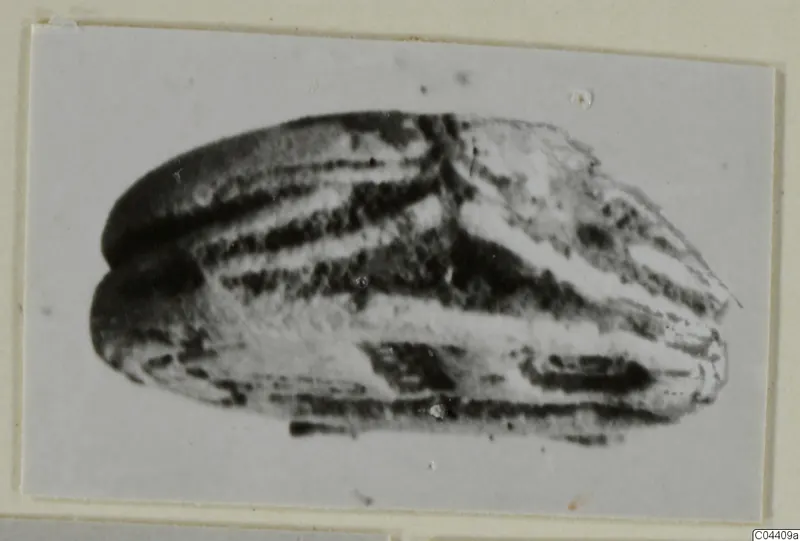 Glyptic object from Ayia Irini, shown in side view with banded surface markings