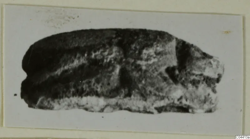 Stone scarab from Ayia Irini, photographed on a mounted card