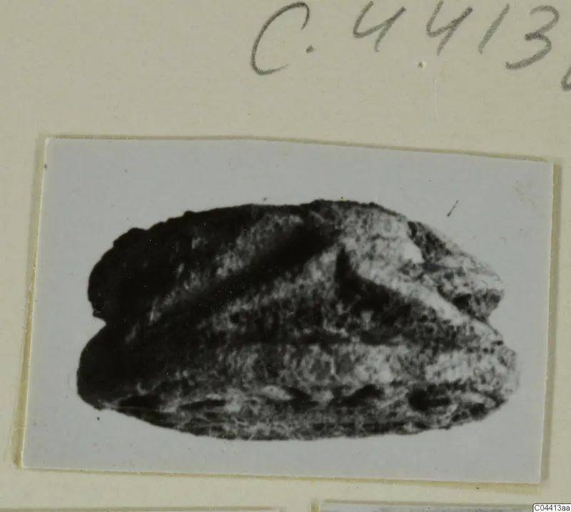 Glyptic: a dark stone scarab-type seal, photographed on a card mount