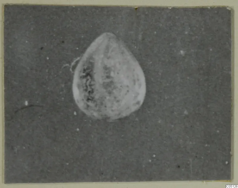 Alabaster vase from Lapithos, Kastros tombs, shown against a dark background